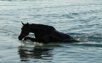 Atlar Fırat'ın suyunda serinliyor