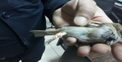 Ayağı ipe dolanan serçeyi itfaiye kurtardı