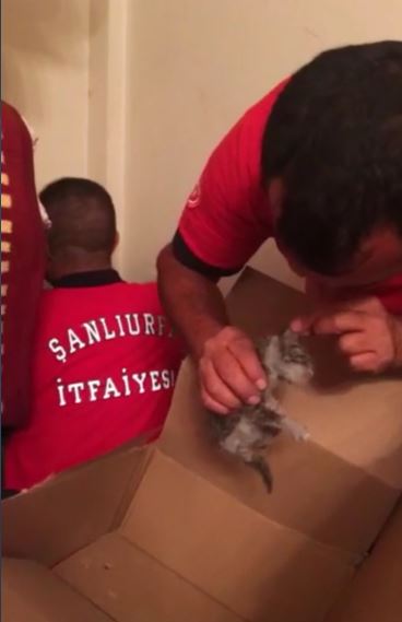 Baca Deliğine Düşen Yavru Kediyi İtfaiye Kurtardı