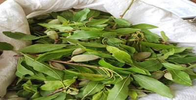 Badem tezgahlardaki yerini aldı