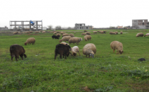 Bahar ayı hayvan üreticisinin yüzünü güldürdü‏