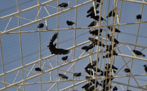 Baharın Müjdecisi Kelaynaklar Doğaya Salındı