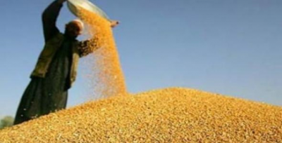 Bakan açıkladı! Hububatta Ödeme tutarı yüzde 22 artırıldı