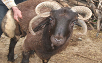 Bakan Çelik, 1 milyon 200 bin kurbanlık mevcut