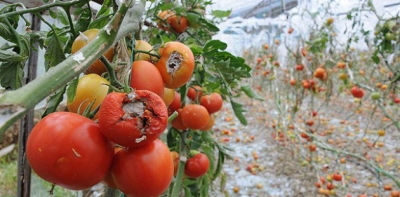 Bakan Fakıbaba, Çiftçilerimizin zararı karşılanacak