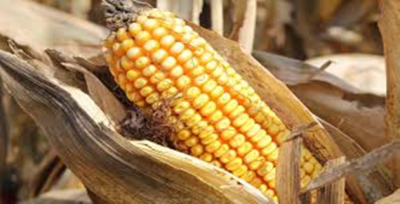 Bakan'dan Binlerce Kişiye Müjde! Yarın Başlıyor