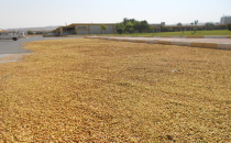 Baklavalı yeni mahsul fıstıklar sergilendi