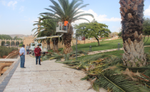 Balıklıgöl'deki ağaçlar budandı