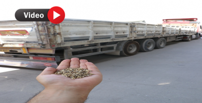 Barış Pınarı Bölgesinden Hububat Alımı Başladı