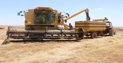 Barış Pınarında Hasat Sevinci