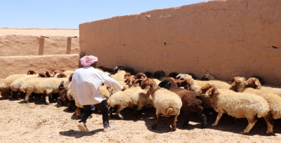Barış Pınarında Hayvancılığa Destek