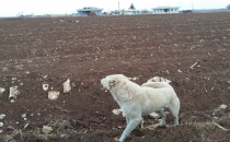 Başı Boş Gezen Köpekler Tehlike Saçıyor