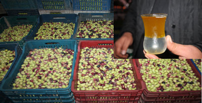 Basit Deney İle Zeytinyağı Sahtesi Anlaşılabilir