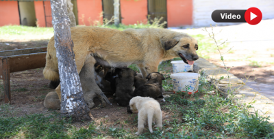 Başkan Beyazgül, Hayvan Barınağını Ziyaret Etti