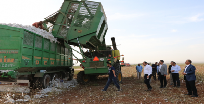 Başkan Çiftçi, Pamuk Hasadında 