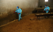 Başkan Ekinci Hayvan Tahliyesine Eşlik Etti