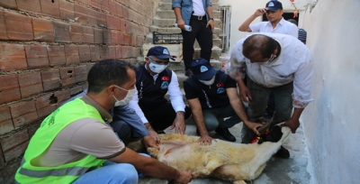Başkan Kuş, Hayırseverlerle Birlikte Onlarca Aileye Kurban Dağıttı