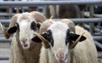 Bayram Tatili 9 Gün Oldu