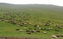 Besiciler  hayvanlarını meralara saldı