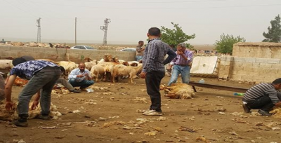 Besiciler Koyunları Kırpmaya Başladı