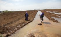 Beyaz altın için sulama başladı
