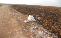 Bilinçsiz ilaçlama hayvanları telef ediyor