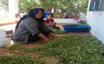 Bu yıl bamya mahsulü üreticisini yüzünü güldürdü