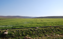 Buğday ve meralar yeşerdi