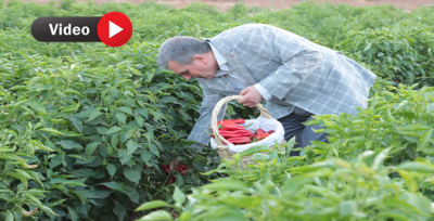 Büyükşehir Hasadı Yapılan İsotları Ailelere Dağıttı