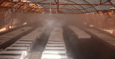 Büyükşehir İlk Defa Kendi Çiçeğini Üretiyor