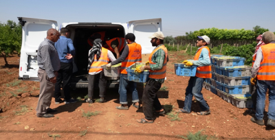 Büyükşehir Kendi Ürettiği Meyveleri Vatandaşlara İkram Ediyor