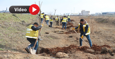 Büyükşehir Meyve Veren Ağaçlar Dikiyor