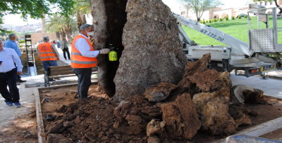 Büyükşehir'den Asırlık Ağaçlara Bakım