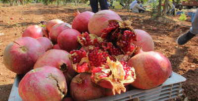 Büyükşehir'den Meyve İkramı