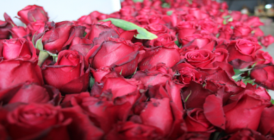 Çiçeklerde 14 Şubat Mesaisi