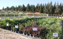 Büyükşehir Kendi Çiçeğini Fidanını Üretiyor