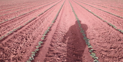 Çiftçi Yüksek Rekolte Bekliyor