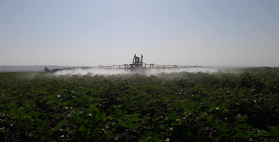 Çiftçiler, Pamukta Yaşanan Zararlı Böceklere Karşı İlaçlama Yapıyor