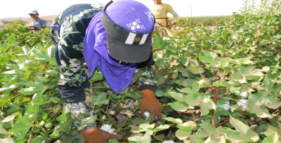 Çiftçiler prim desteğinin artırılmasını istiyor