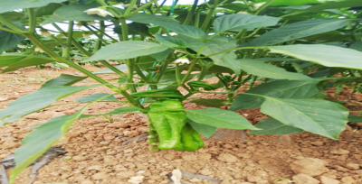 Çiftçiler, toprağa ektiği tohumların meyvelerini almaya başladı