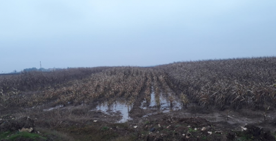 Çiftçiler, Ürünlerini Biçemedikleri İçin Kara Kara Düşünüyor