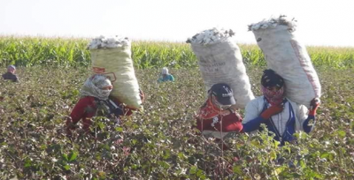 Çiftçiler, Yüksek Rekolte Beklentisiyle Hasada Başladı