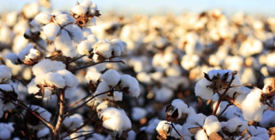 Çiftçilere müjde! 