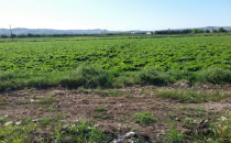 Çiğ köftenin vazgeçilmezi