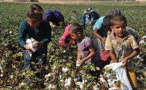 Çocuklar okul yerine tarlada