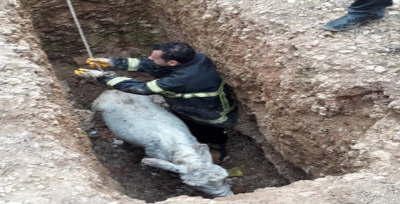 Çukura Düşen Eşeği İtfaiye Kurtardı