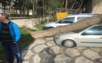 Çürüyen ağaç otomobillerin üzerine devrildi