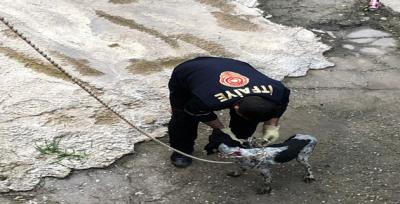 Dereye Düşen Köpeği İtfaiye Kurtardı