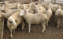 Dikkat edilecek hususlar!