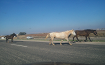 Dikkat her an çıkabilir!